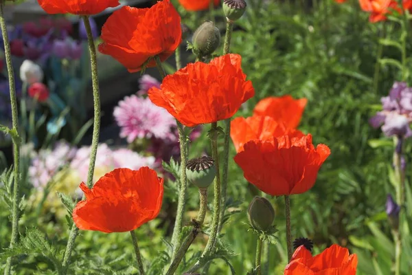 Red Blooming Poppies Flowers Green Vegetation Nature — Stockfoto