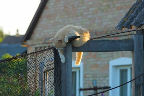 Gran Gato Jengibre Miente Duerme Una Valla Madera Gris Calle — Foto de Stock