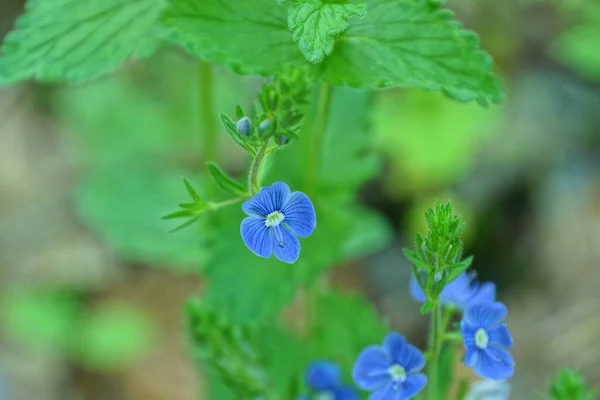 緑の茎に1本の小さな青い野生の花を咲かせ — ストック写真