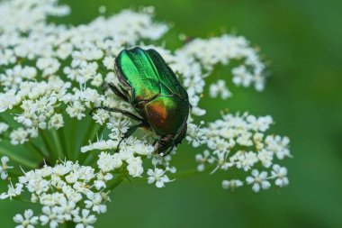 Büyük yeşil bir böcek, yaz parkında beyaz bir çiçekte polen topluyor.