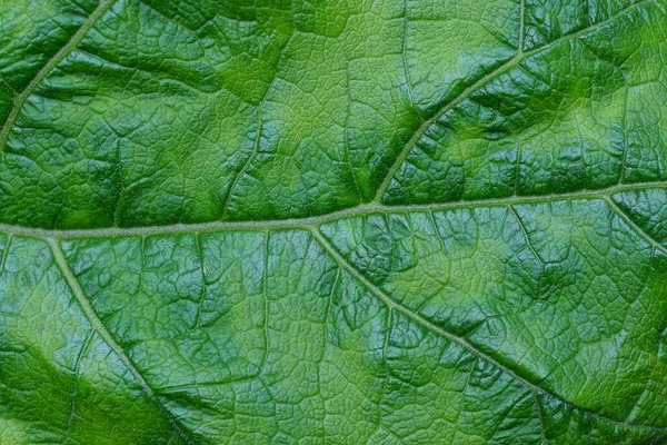 Зеленая Вегетативная Текстура Куска Большого Листа Лопухе — стоковое фото