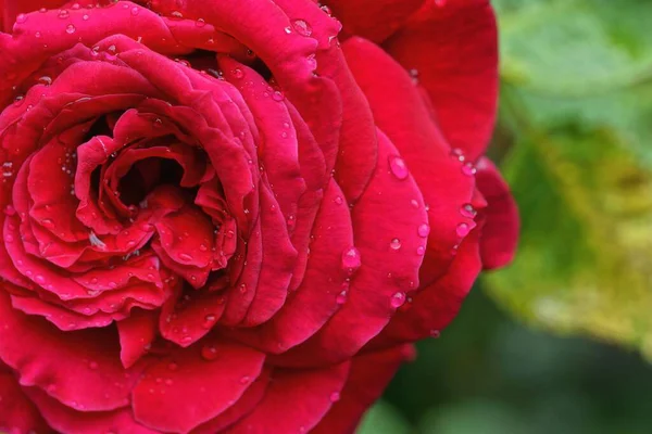 One Large Bud Blooming Red Rose Flower Drops Water — Stock Photo, Image