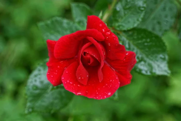 Jeden Duży Pączek Kwitnącego Czerwonego Kwiatu Róży Kroplach Wody Zielonym — Zdjęcie stockowe