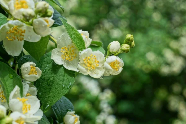 Fiori Fiorenti Ramo Con Foglie Verdi Gocce Acqua Cespuglio Gelsomino — Foto Stock