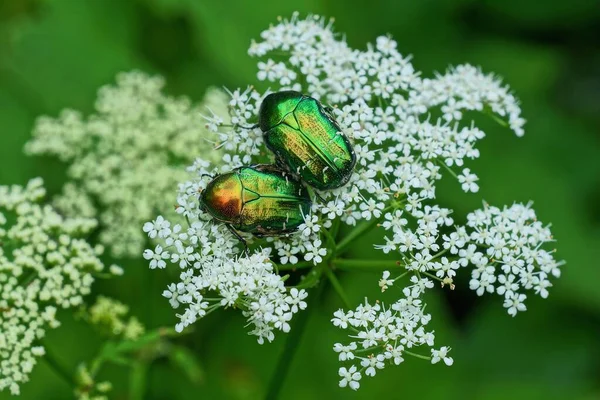 Zwei Große Grüne Käfer Sammeln Pollen Auf Einer Weißen Blume — Stockfoto