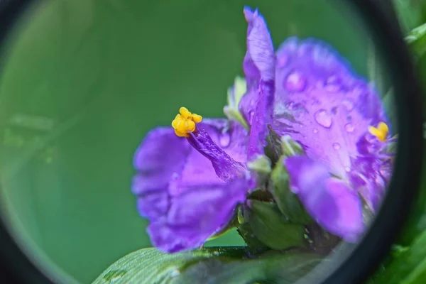 Lupa Negra Magnifica Una Flor Azul Amarilla Con Gotas Rocío — Foto de Stock