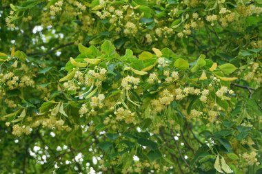 Yaz parkındaki ıhlamur ağacının dallarında yeşil yapraklı sarı çiçekler.