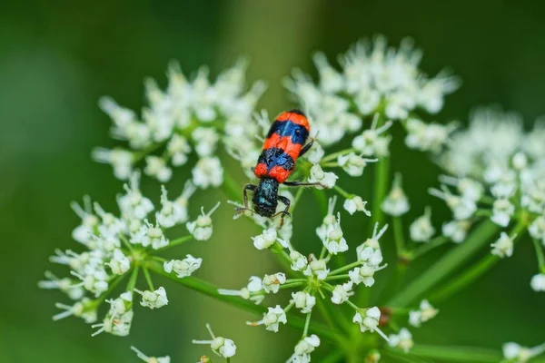 Stor Röd Skalbagge Vit Blomma Naturen Solig Dag — Stockfoto