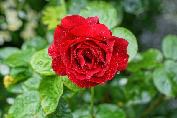 Jeden Wielki Pączek Kwitnącego Czerwonego Kwiatu Róży Kroplach Wody — Zdjęcie stockowe