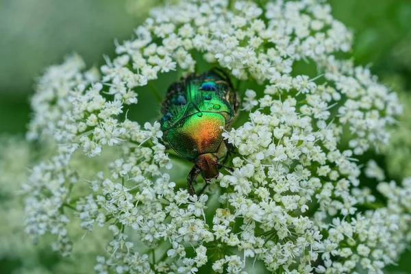 Zielony Owad Zbieram Pyłek Biały Kwiat Przyroda Letni Park — Zdjęcie stockowe