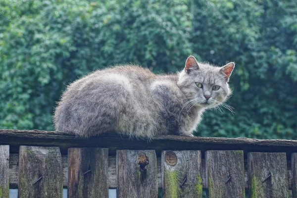 Eine Große Graue Katze Sitzt Und Blickt Auf Einen Holzzaun — Stockfoto