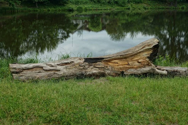 灰色の乾いたポプラの丸太が水の近くの湖の岸の緑の草の中にあります — ストック写真