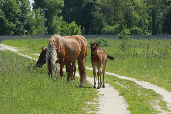Brązowe Konie Wiejskiej Drodze Pobliżu Zielonej Trawy Polu — Zdjęcie stockowe