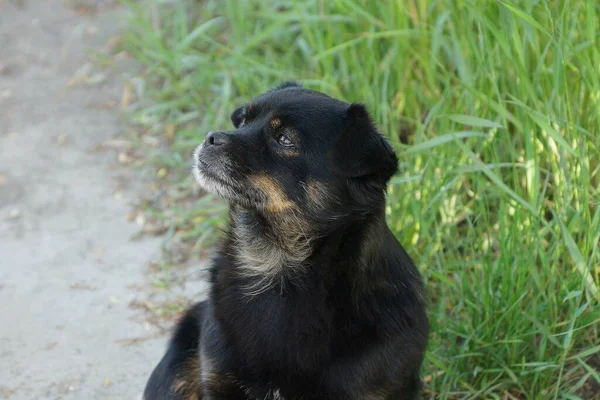 一只黑狗正坐在一条绿草路上的灰地上 — 图库照片