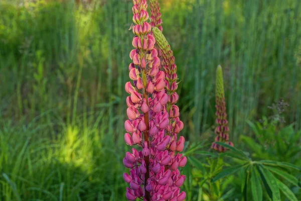 Longues Fleurs Rouges Lupins Dans Végétation Verte Dans Nature Dans — Photo