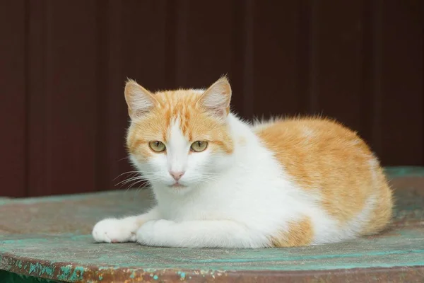 Jedna Skvrnitá Kočka Leží Dívá Ven Hnědou Zeď — Stock fotografie