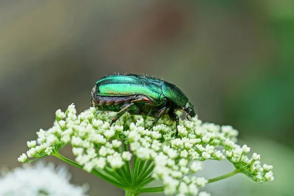 Yeşil Böcek Yaz Bahçesinde Beyaz Bir Çiçekte Polen Topluyor — Stok fotoğraf