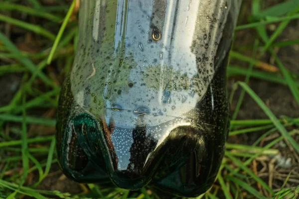 Частина Пластикової Пляшки Чорним Напоєм Лежить Зеленій Траві Природі — стокове фото