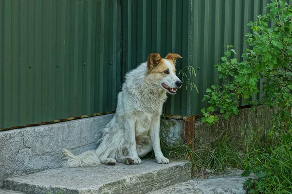 Büyük Benekli Bir Köpek Sokaktaki Yeşil Çit Duvarının Yanında Gri — Stok fotoğraf
