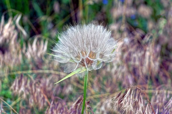 Gros Pissenlit Blanc Sur Une Tige Verte Sur Nature Sur — Photo