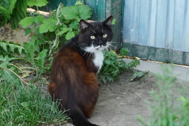  Benekli kedi yeşil çimlerde oturur ve esner.