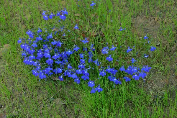 Veel Kleine Blauwe Decoratieve Bloemen Tussen Groen Gras Vegetatie Tuin — Stockfoto