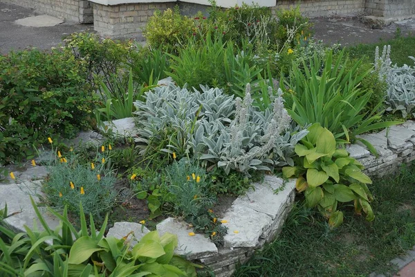 Zierpflanzen Gras Und Blumen Auf Einem Beet Mit Weißen Steinen — Stockfoto
