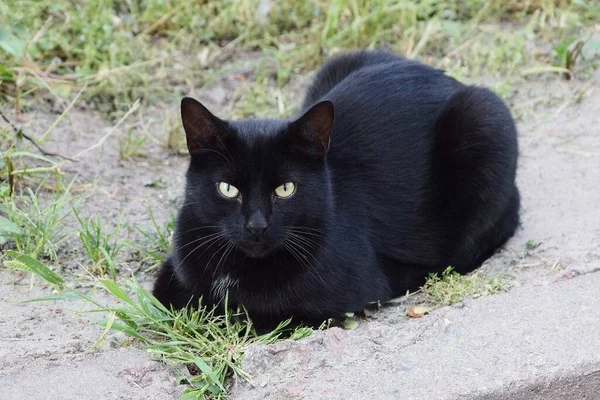 一只美丽的黑色大猫坐在外面灰蒙蒙的沙滩上和绿草上 — 图库照片