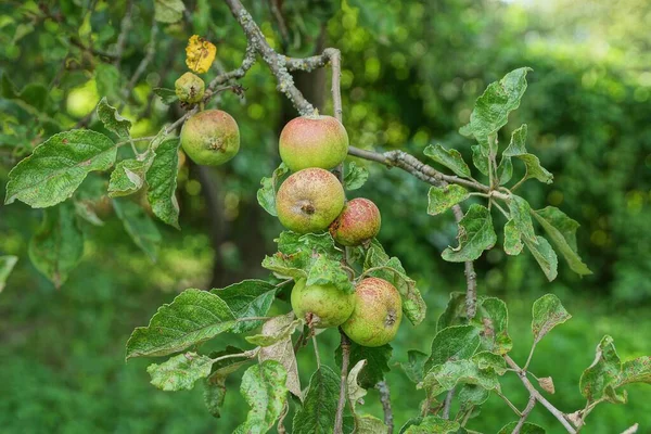 Monte Maçãs Vermelhas Verdes Galho Árvore Jardim Verão — Fotografia de Stock