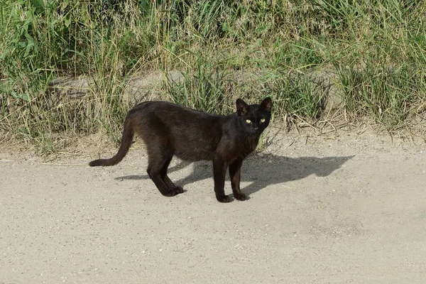 Chat Noir Tient Debout Regarde Sable Gris Route Par Herbe — Photo