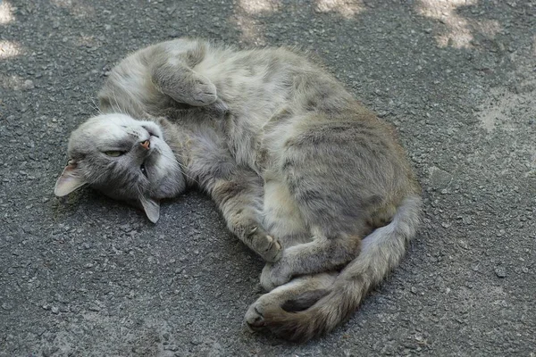 Один Великий Сірий Кіт Лежить Асфальті Вулиці — стокове фото