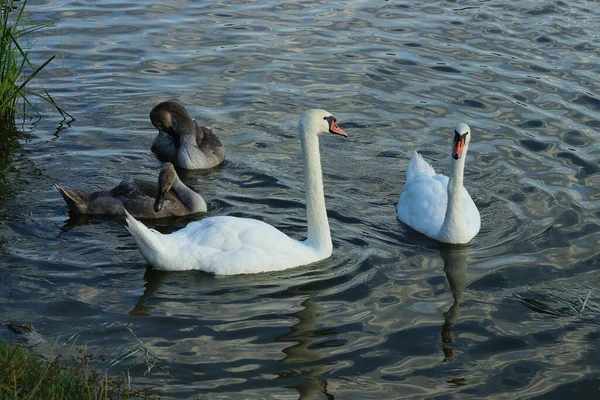 Flock Birds Two White Swans Gray Chicks Water Lake Shore — Stock Photo, Image