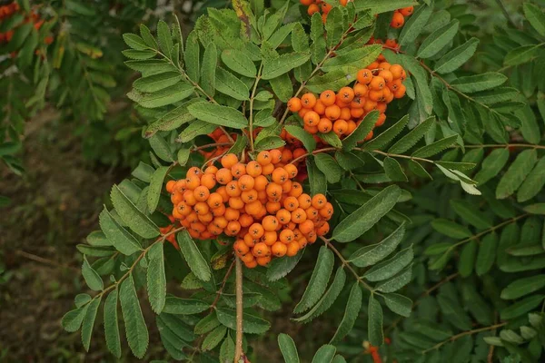 Bayas Rojas Serbal Una Rama Árbol Con Pequeñas Hojas Verdes —  Fotos de Stock