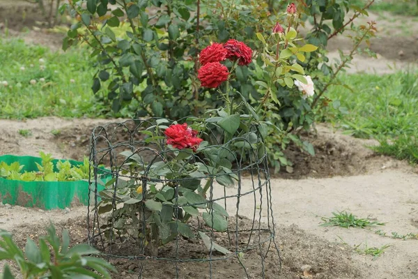 Grüner Strauch Mit Roten Rosenblüten Auf Grauem Boden Garten — Stockfoto