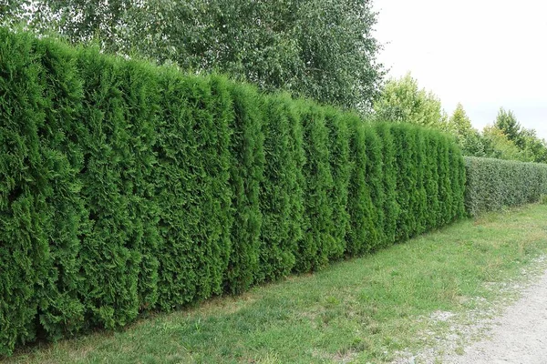 Ein Zaun Aus Grünen Nadelbäumen Draußen Gras — Stockfoto