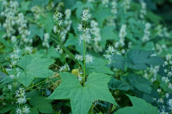 Flores Brancas Pepinos Selvagens Entre Folhas Verdes Natureza — Fotografia de Stock