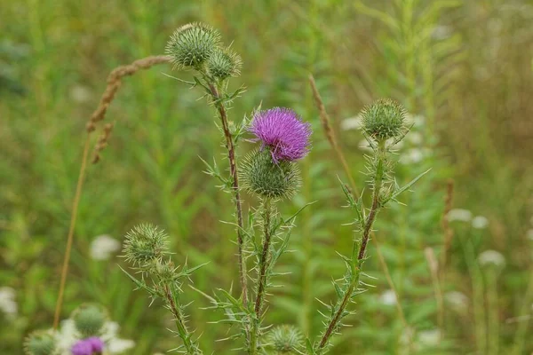 Flores Botões Bardana Espinhosos Hastes Verdes Natureza — Fotografia de Stock