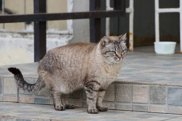 커다란 고양이 마리가 길가의 돌계단에 — 스톡 사진