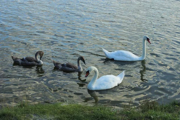 근처의 호수의 물에서 백조와 병아리 마리가 떼지어 — 스톡 사진