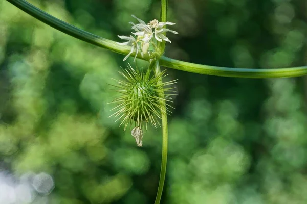 Pepino Salvaje Espinoso Verde Con Una Flor Blanca Tallo Largo —  Fotos de Stock