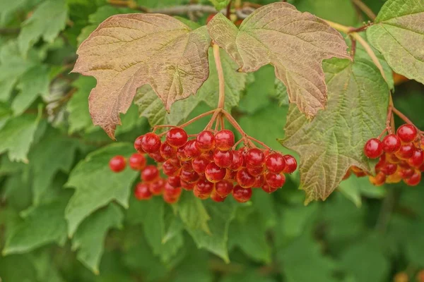 Bayas Viburnum Rojo Una Rama Delgada Entre Hojas Verdes Jardín —  Fotos de Stock