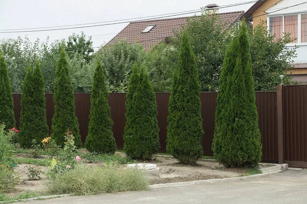 Una Fila Grandes Coníferas Decorativas Verdes Contra Una Pared Valla — Foto de Stock