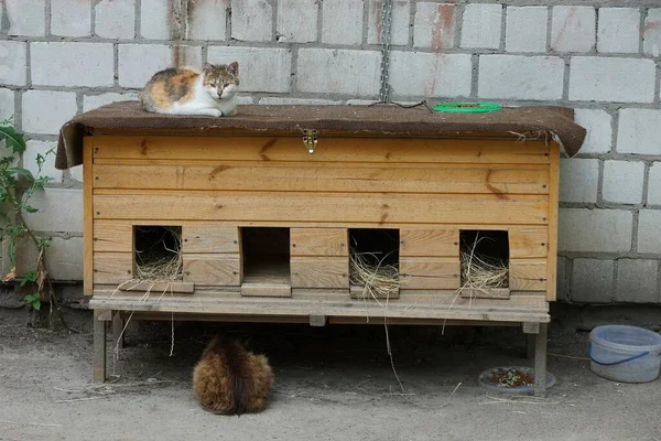 Gatos Sentarse Fuera Por Marrón Madera Cabina Cerca Blanco Ladrillo — Foto de Stock