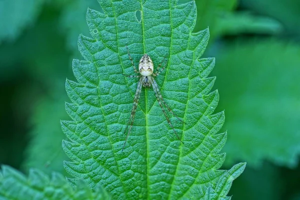 Una Araña Gris Sienta Sobre Una Hoja Verde Una Planta —  Fotos de Stock