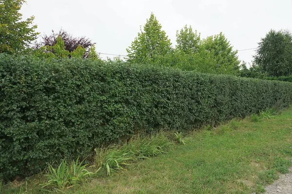 Çitin yeşil bitkisel duvarı dışarıdaki çimlerin içindeki yaprak döken çalılardan yapılmış.