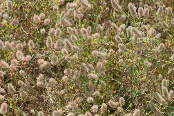 Naturlig Konsistens Med Vilda Gröna Växter Och Grå Fluffiga Knoppar — Stockfoto