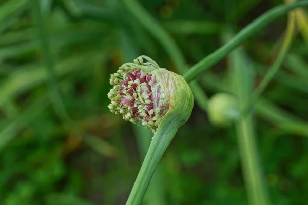 Jeden Pączek Cebuli Zielonej Łodydze Letnim Ogrodzie — Zdjęcie stockowe