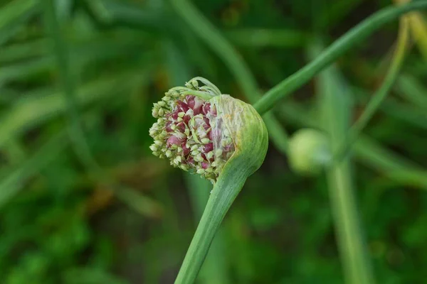 Botão Cebola Uma Haste Verde Jardim Verão — Fotografia de Stock