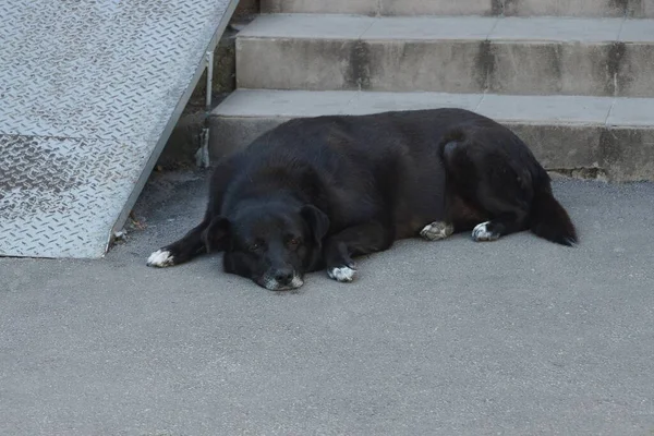 一条大黑狗躺在街上楼梯台阶的灰蒙蒙的柏油路上 — 图库照片