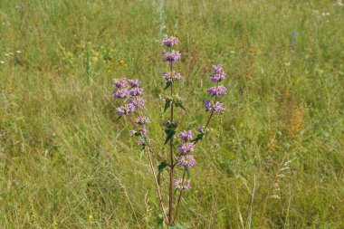 Yeşil bir bitki gövdesindeki kırmızı küçük yabani çiçekler yaz tarlasında çimlerin arasında.